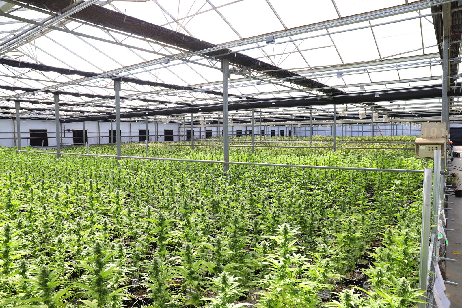Greenhouse